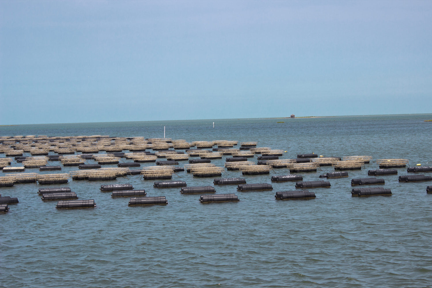 Commercial Shellfish Aquaculture