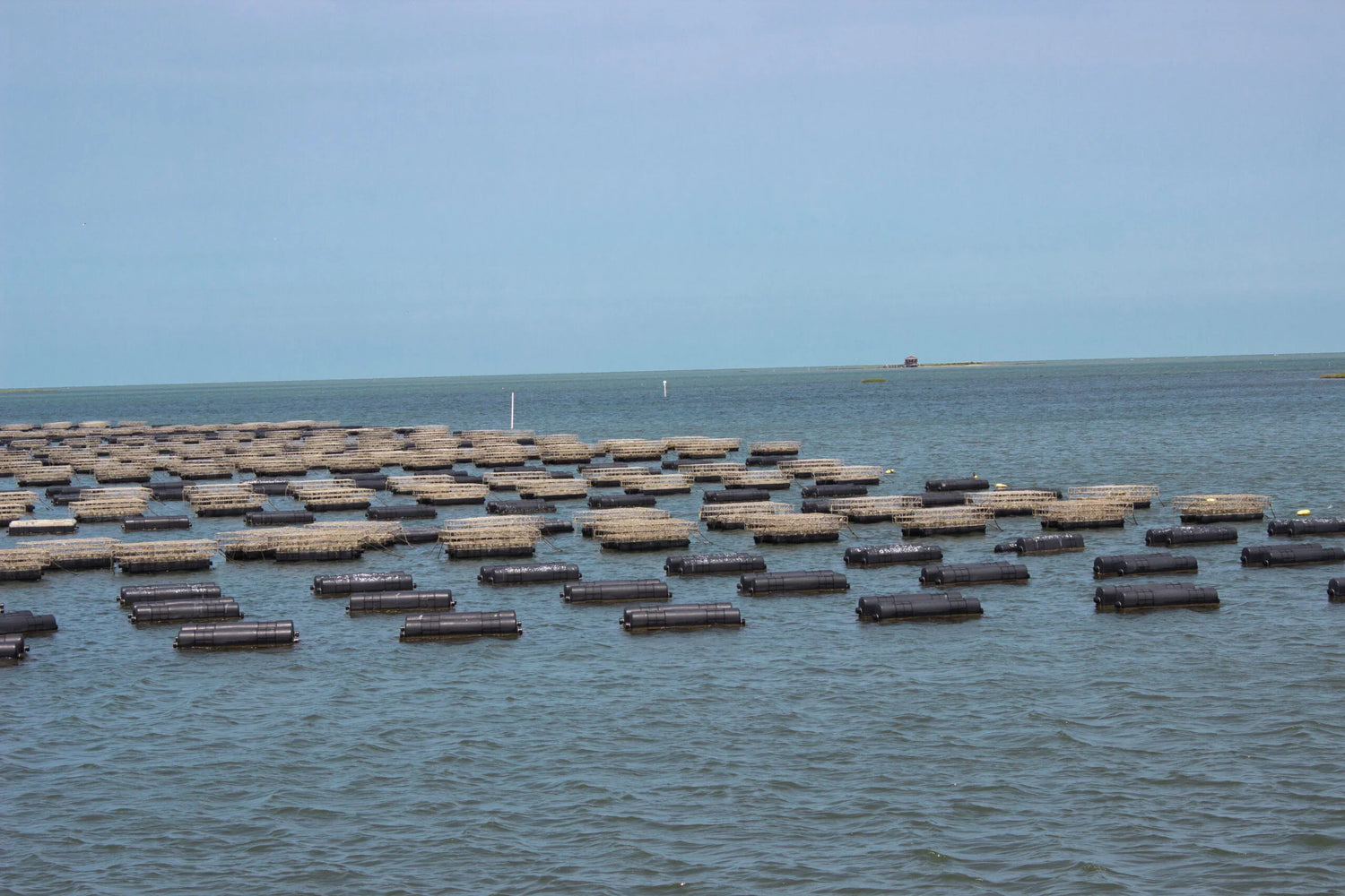 Commercial Shellfish Aquaculture