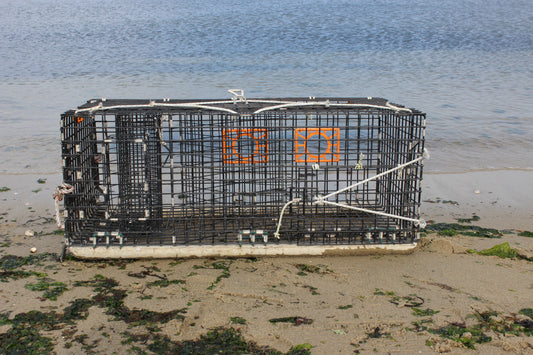 Scup Trap - Lobster Trap Style