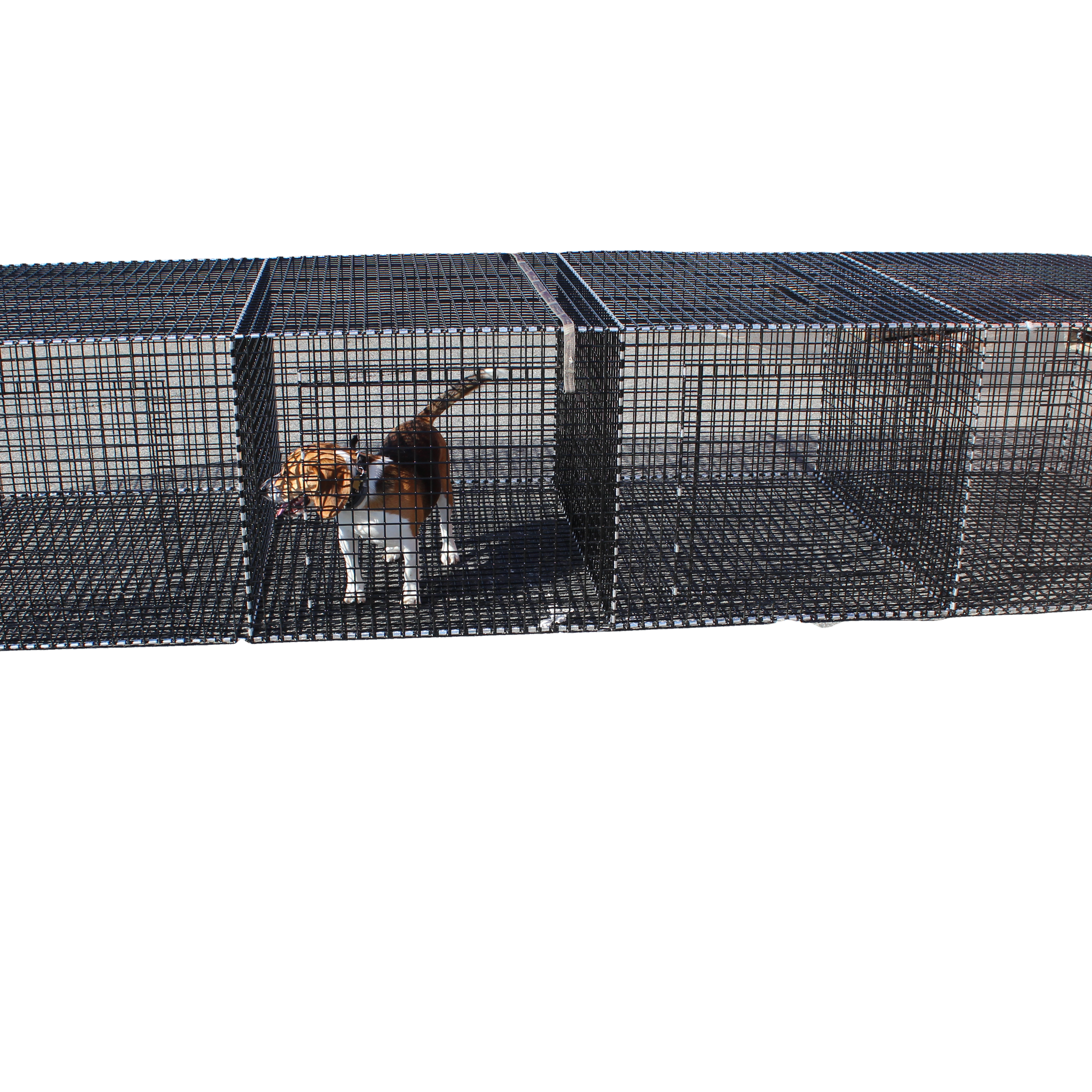 Dog Kennels