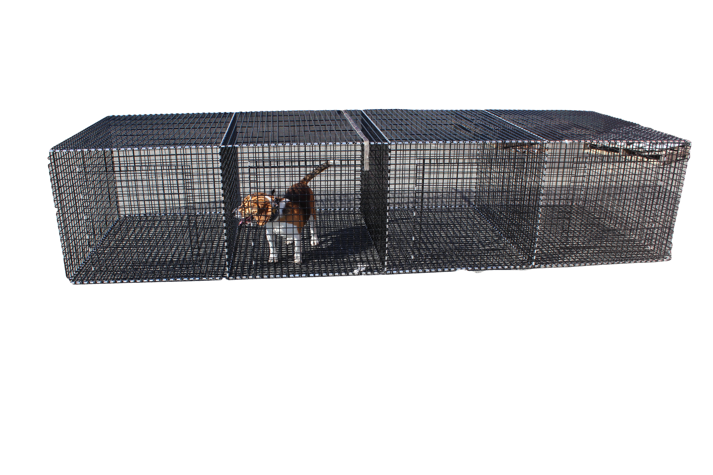 Dog Kennels